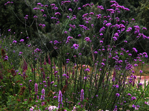 Vivers Càrex - Verbena bonariensis 